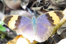 Xanthoneura corissa - Goldgebänderter Forester